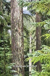 crabtree thumbnail graphic